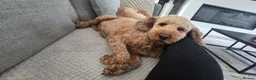 Cockapoo dogs for sale: 5 Rare Beautiful F1BB Toy Cockapoo Puppies!!  - Advert 16