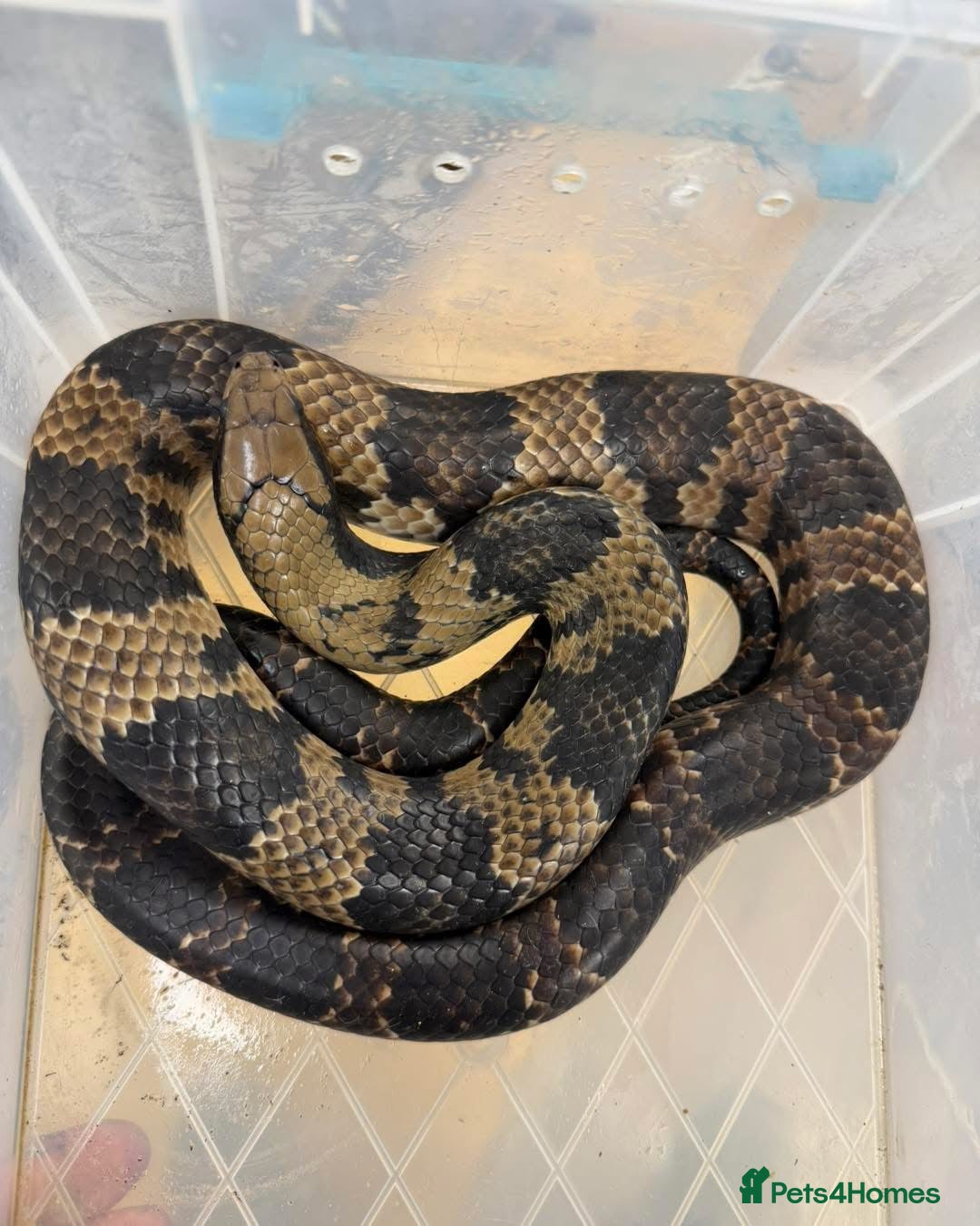 Snake reptiles Pair of False Water Cobras  - Advert 6