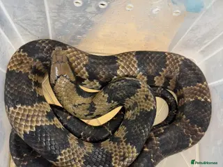 Snake reptiles Pair of False Water Cobras - Advert 6