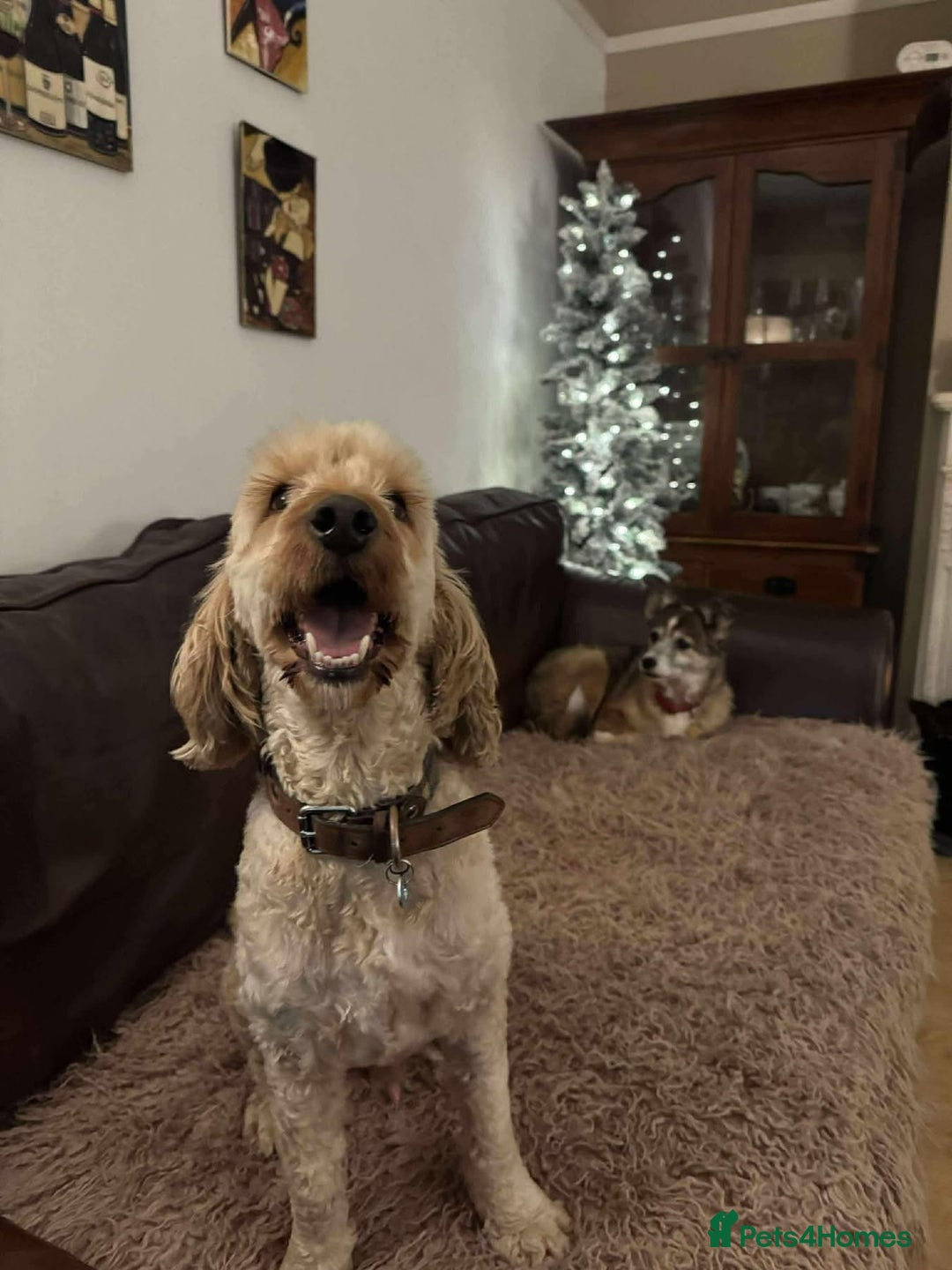 Cockapoo dogs for adoption: George - Hingham Norfolk  - Advert 3