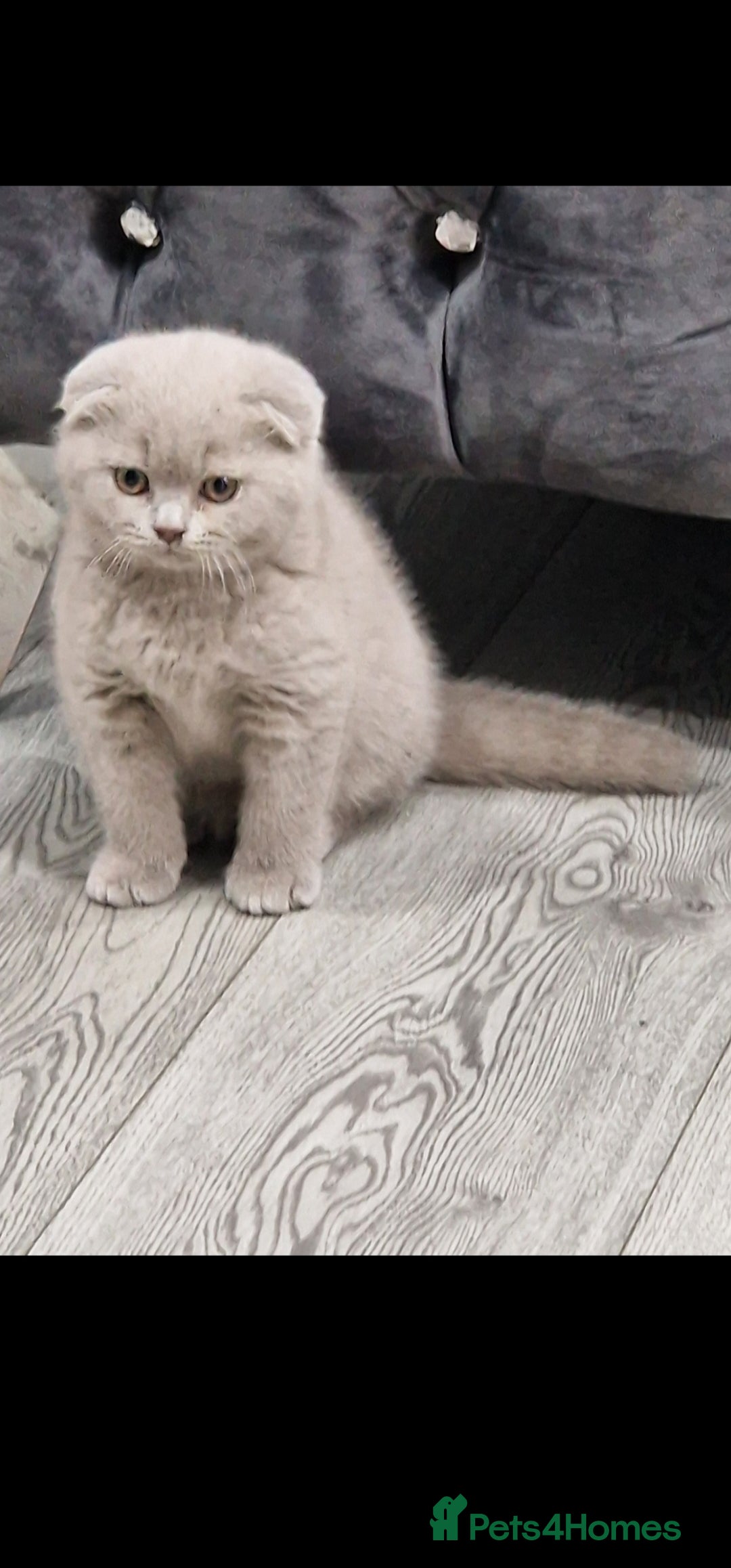 Scottish Fold cats for sale: *LAST ONE* Lilac Scottish Fold Kitten For Sale! - Advert 6