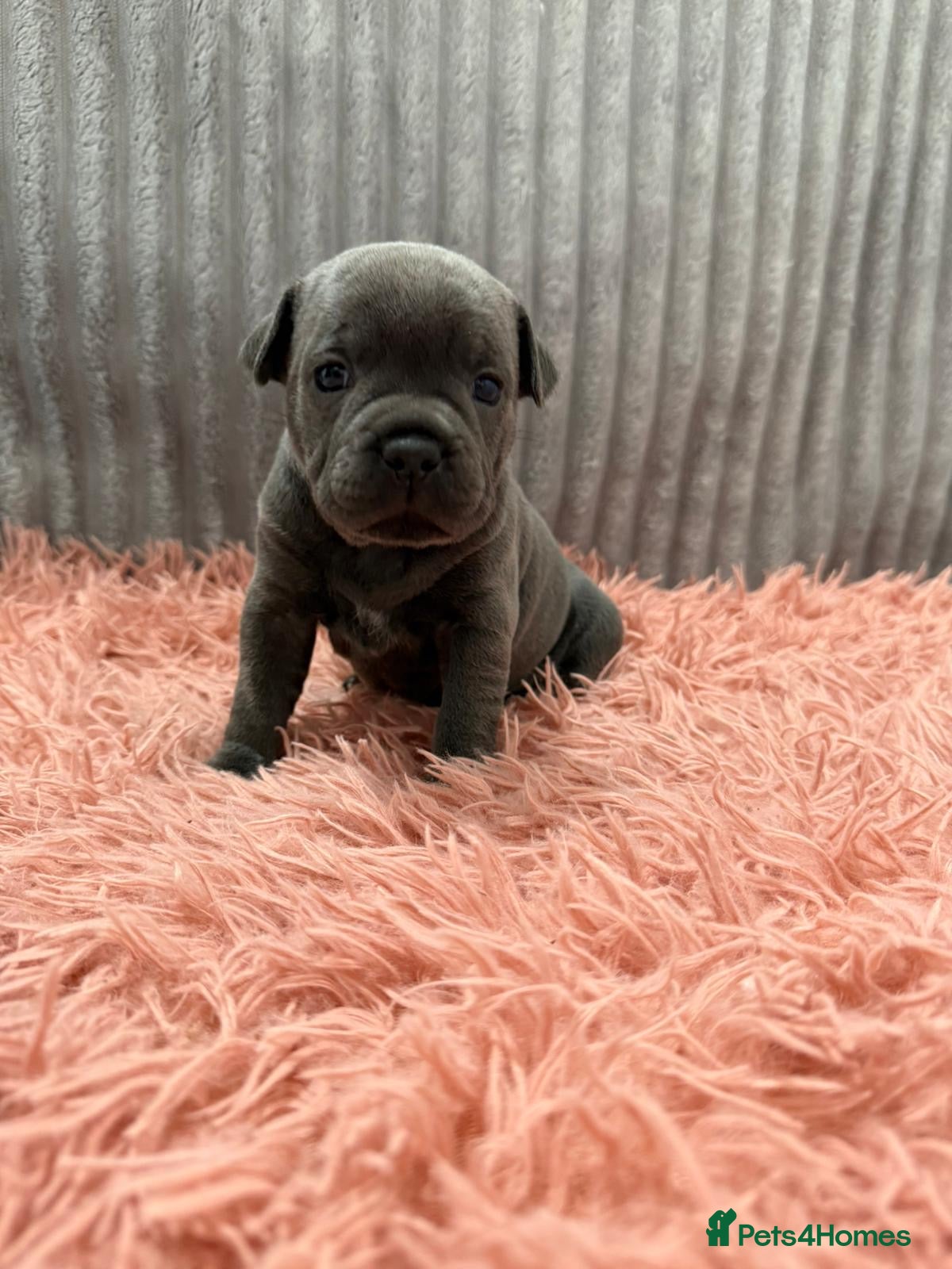 Staffordshire Bull Terrier dogs BLUE STAFFORDSHIRE BULL TERRIER PUPS - Advert 1