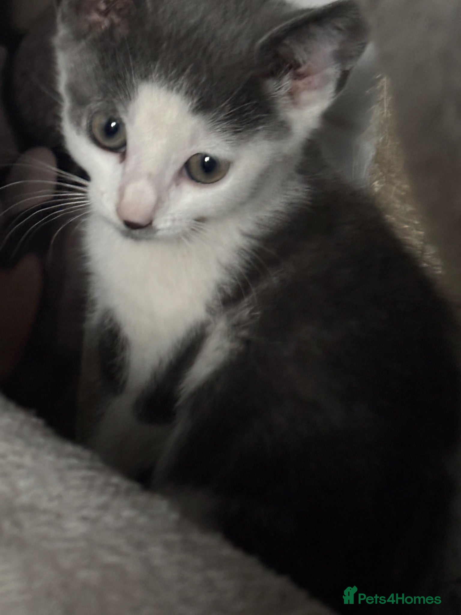 Mixed Breed cats Beautiful little kittens  - Advert 5