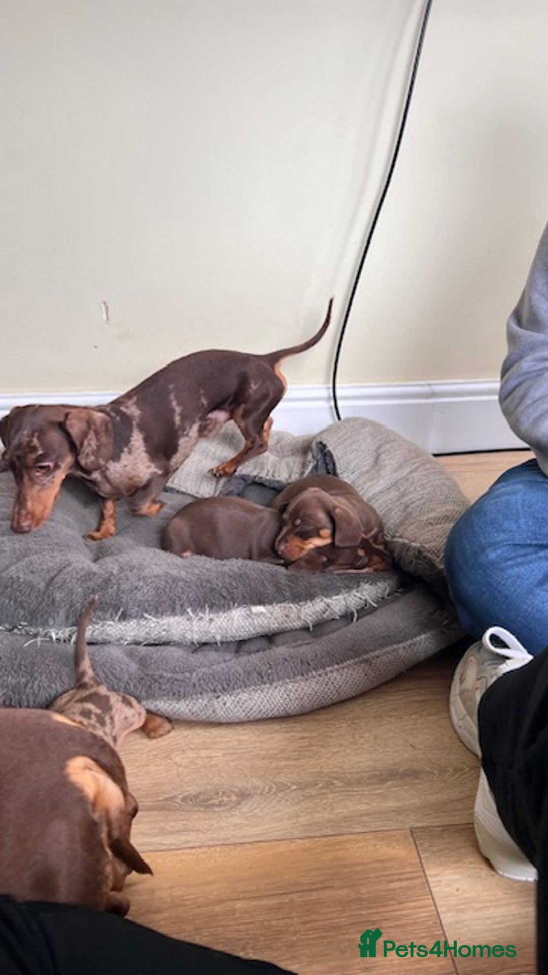 Miniature Dachshund dogs for stud: 🐾 KC Miniature Dachshund – Otto Von Krumm 🐾 - Image 9