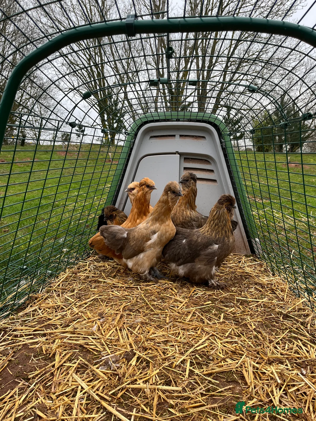 Chickens poultry for sale: Barba D’Uccle and pilkie (Pekin X Silkie) Bantams in Stourport-on-Severn - Advert 5