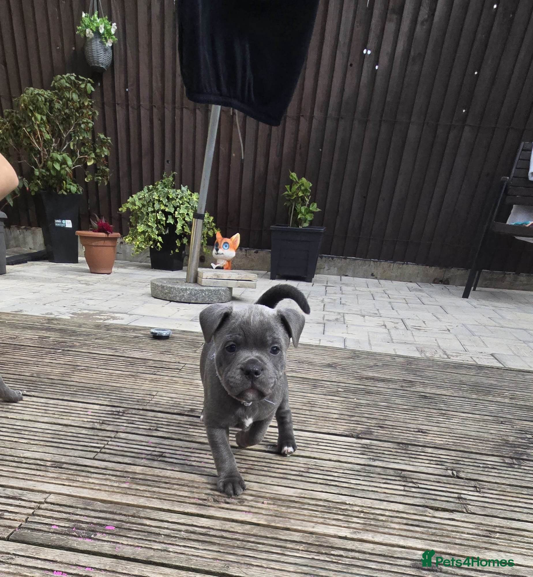 Staffordshire Bull Terrier dogs Stafordshire bull terrier  - Advert 18