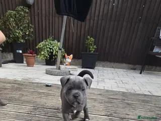 Staffordshire Bull Terrier dogs Stafordshire bull terrier - Advert 18