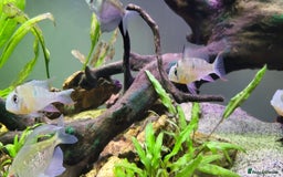 Tetras fish for sale: Fish Tank (200L) - Image 2