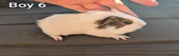 Guinea Pig rodents for sale: Baby funky pet boars  - Advert 6