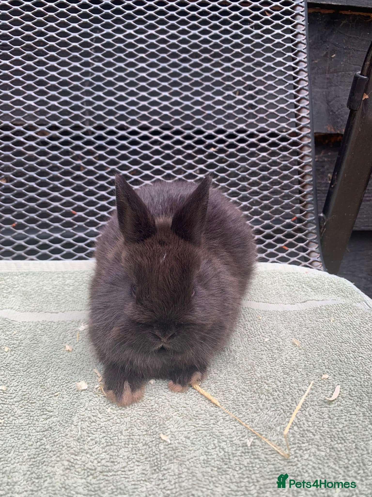 Netherland Dwarf rabbits Netherland Dwarf Rabbits available now - Advert 5