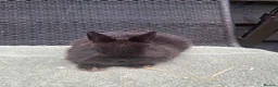 Netherland Dwarf rabbits for sale: 1 male Netherland Dwarf Rabbits available now - Advert 1