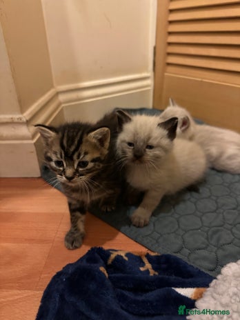 Mixed Breed cats - Advert 3