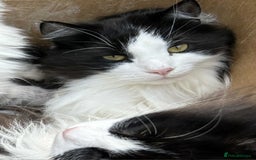 Siberian cats for sale: Pedigree Siberian cats for 5* homes only - Image 8