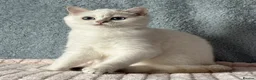 British Shorthair cats for sale: TICA Beautiful British Shorthair Kittens - Advert 13
