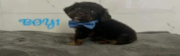 Cocker Spaniel dogs for sale: Cocker spaniel puppies for sale  - Advert 8