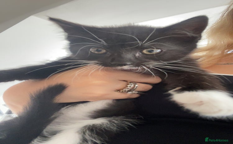 Mixed Breed cats - Advert 5