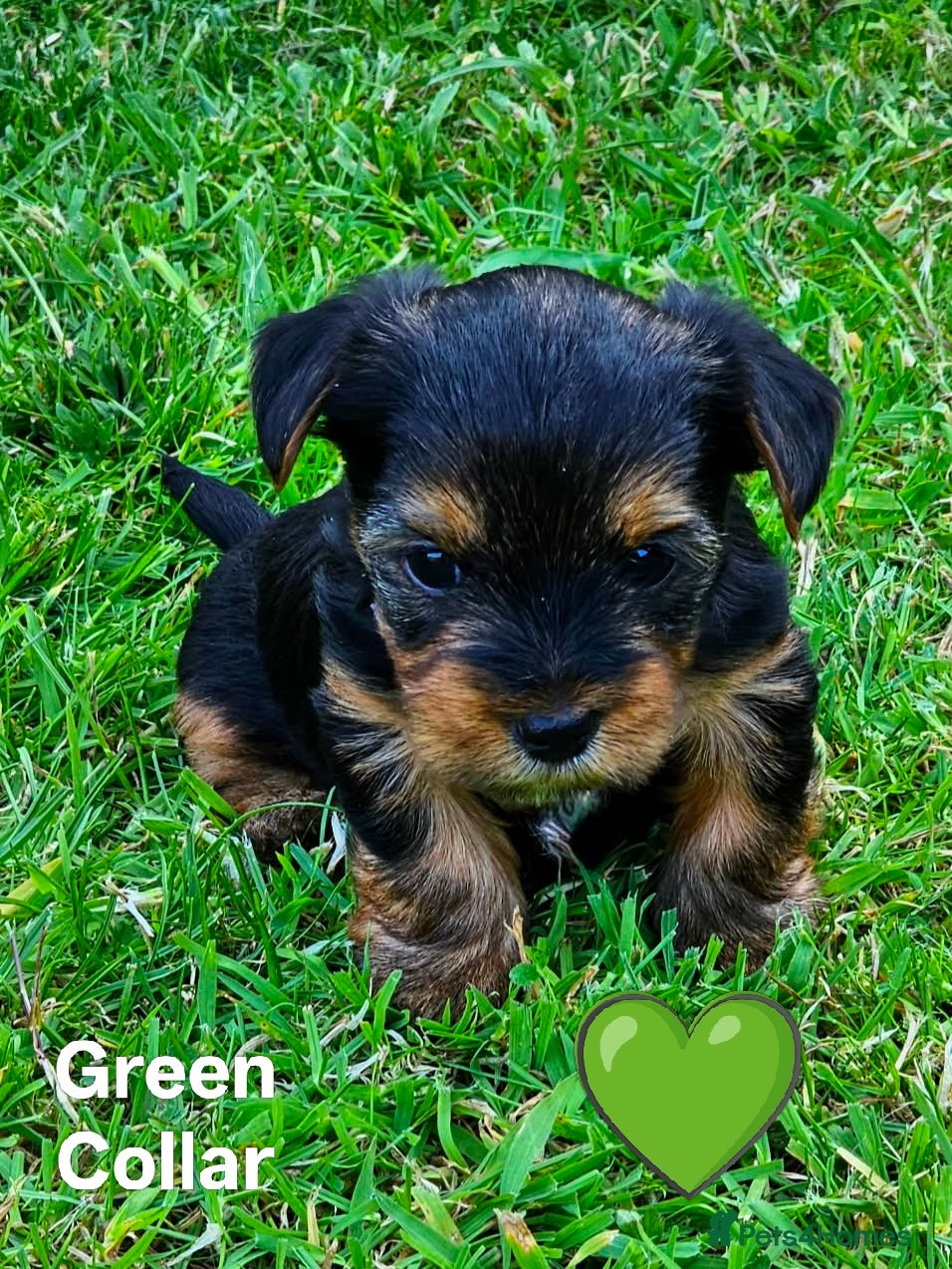 Yorkshire Terrier dogs Pure Bread Perfect looking Yorkshire Terrier Pups - Advert 2