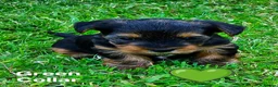 Yorkshire Terrier dogs for sale: Purebred Yorkshire Terrier Puppies Vaccinated  - Advert 34