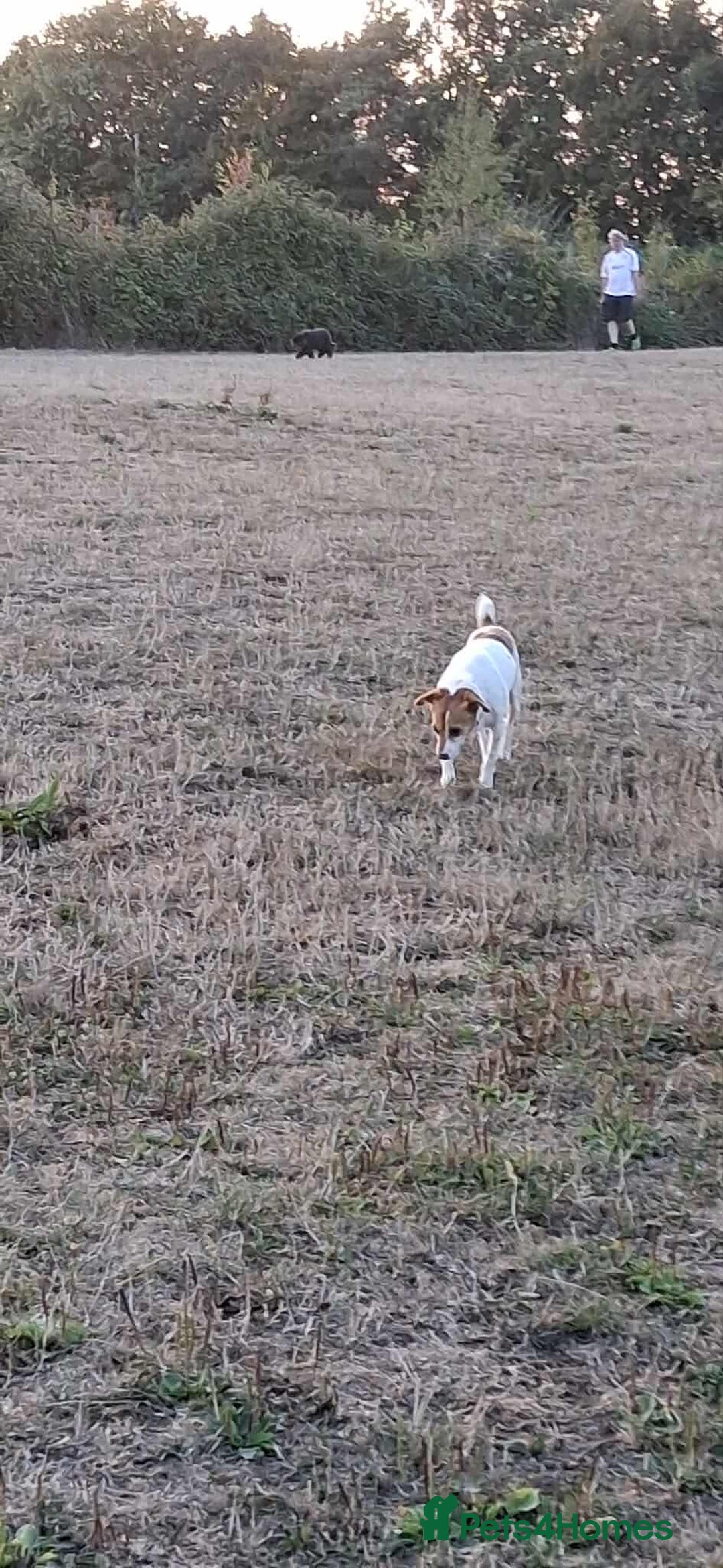 Jack Russell dogs for adoption: Lovely Pepper  - Image 14