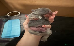 French Bulldog dogs for sale: French bull dog puppies looking for forever homes  - Advert 9