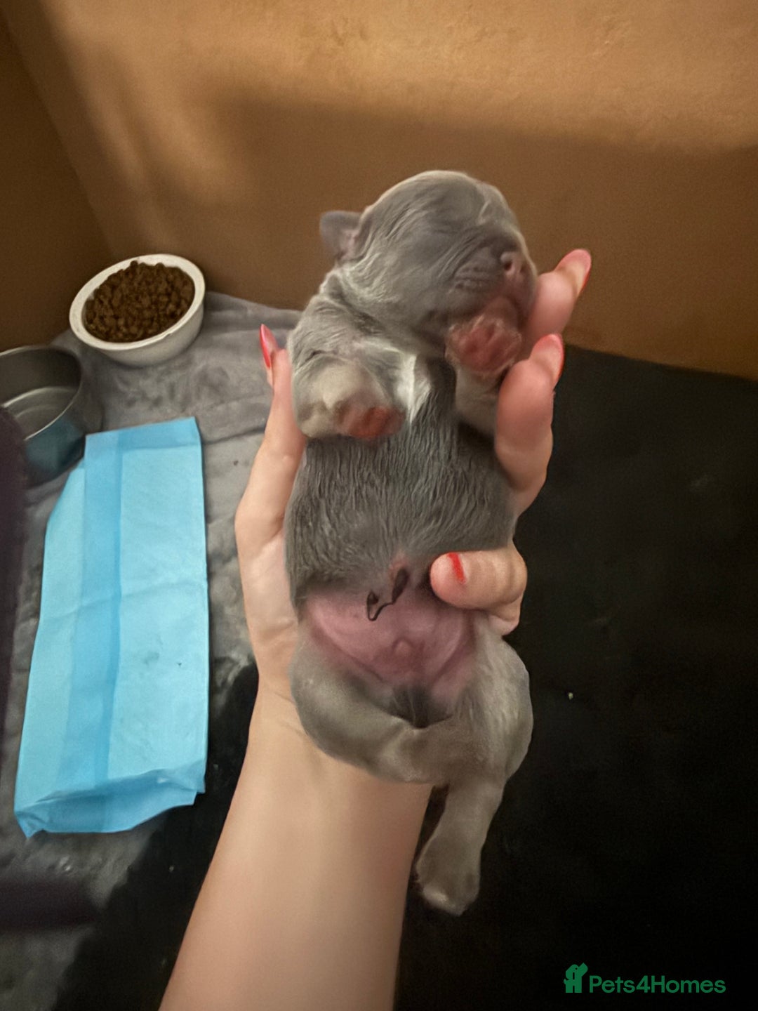 French Bulldog dogs for sale: French bull dog puppies looking for forever homes  - Advert 9