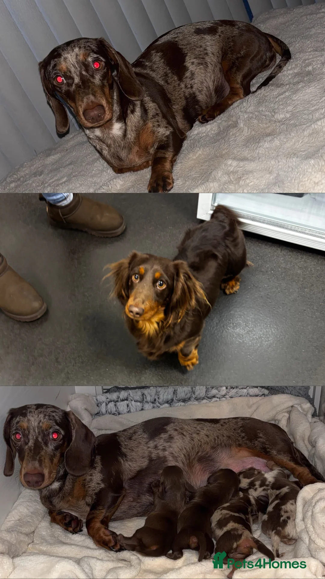 Dachshund dogs for sale: Miniature dashounds    in Leeds - Advert 7
