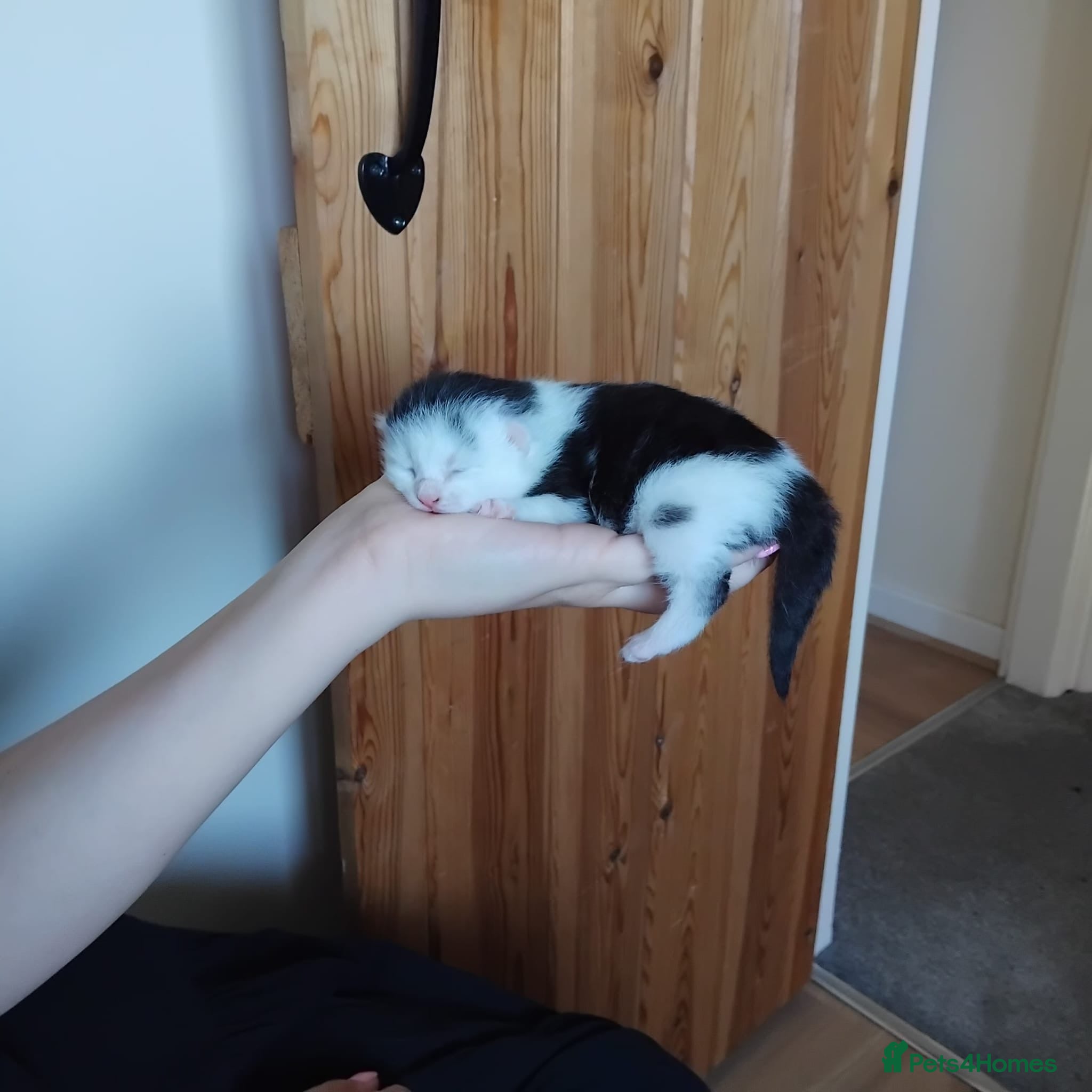 Mixed Breed cats for sale: Gorgeous kittens  in Nantwich - Advert 9
