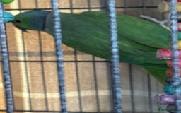 Parakeets birds for sale: Indian green ring neck parakeet - Image 4
