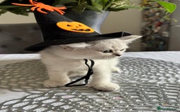 Scottish Fold cats for sale: Two Scottish Straight Boys  - Image 20