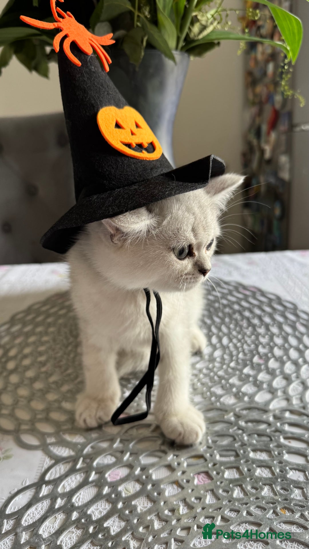 Scottish Fold cats for sale: Two Scottish Straight Boys  - Image 20