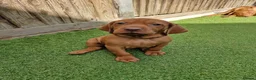 Hungarian Vizsla dogs for sale: Hungarian Vizsla Puppies KC Registered - Advert 18