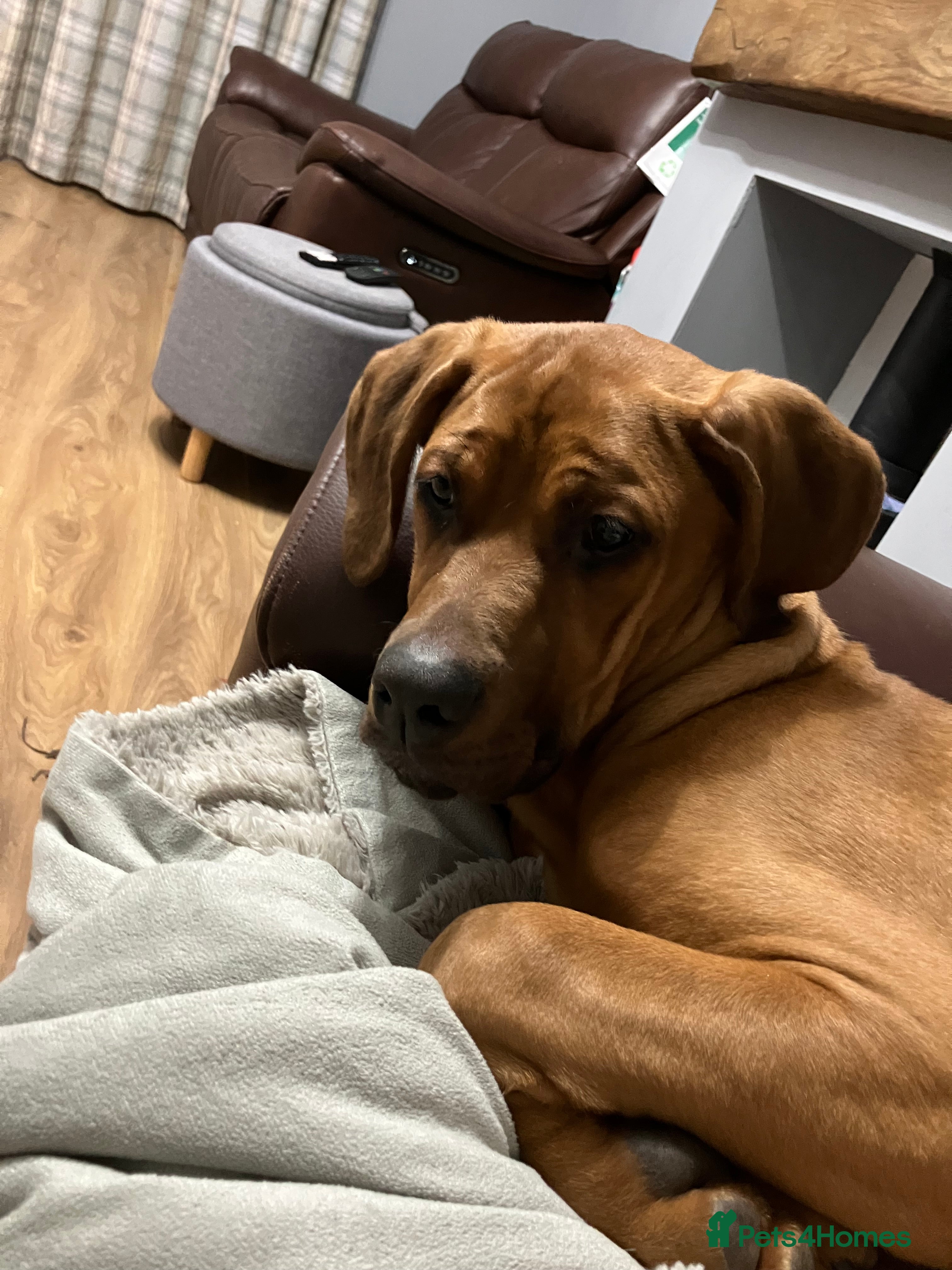 Mixed Breed dogs 7 month old Doberman cross cane corso - Advert 6
