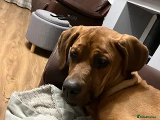 Mixed Breed dogs 7 month old Doberman cross cane corso - Advert 4