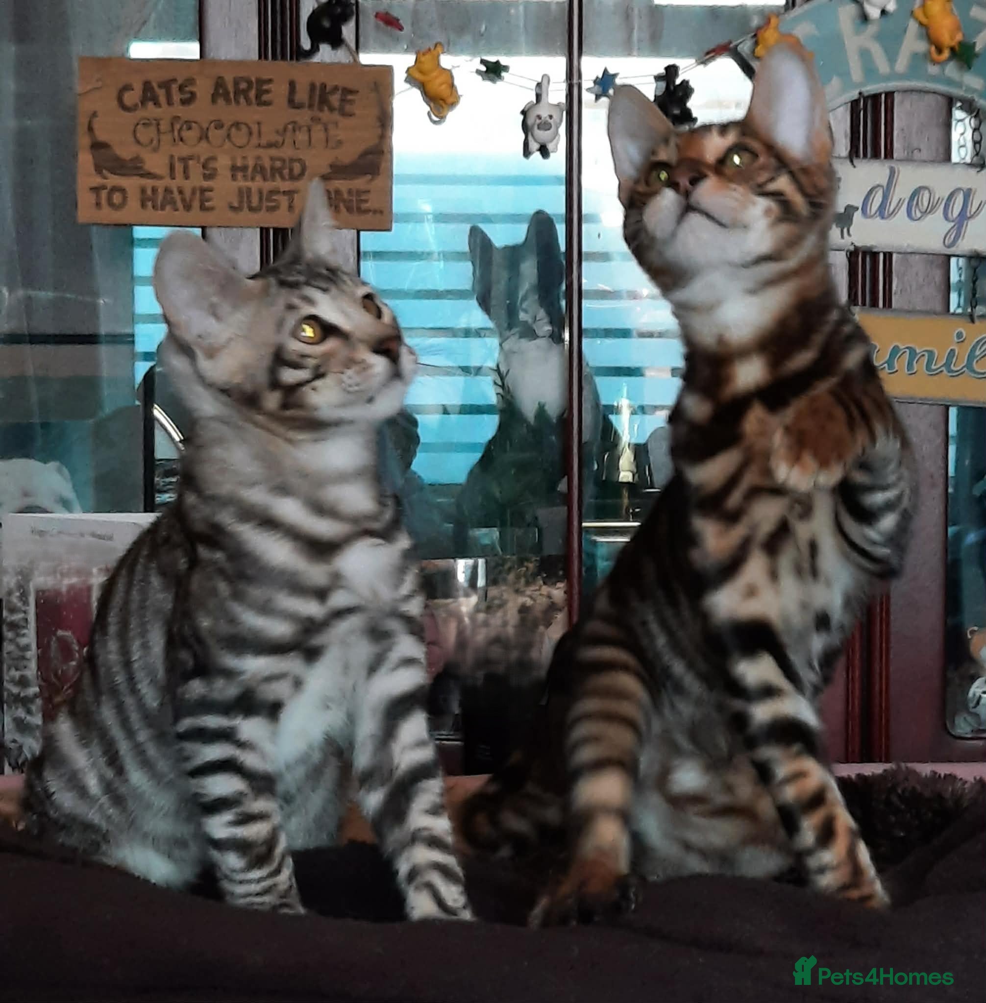 Toyger cats TWO STUNNING WILD LOOKING TOYGER CUBS - Advert 1