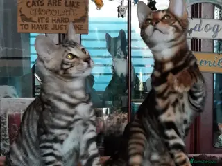 Toyger cats TWO STUNNING WILD LOOKING TOYGER CUBS - Advert 17