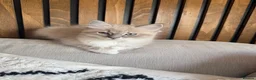 Ragdoll cats for sale: READY NOW! Female mink lynx kittens  - Advert 2