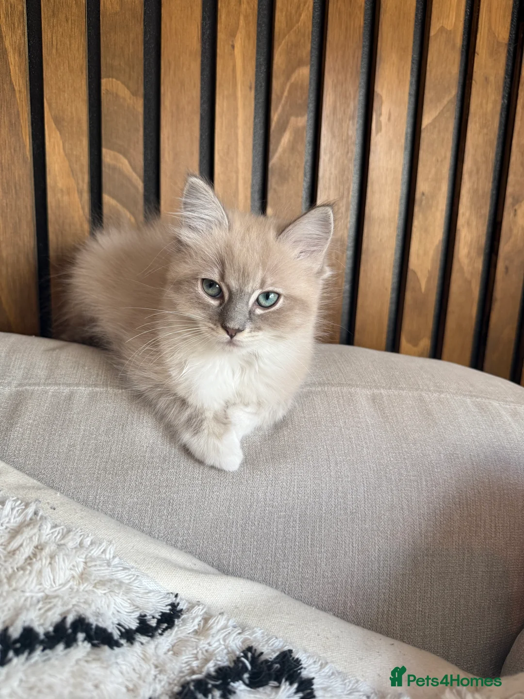 Ragdoll cats for sale: READY NOW! Female mink lynx kittens  - Advert 2
