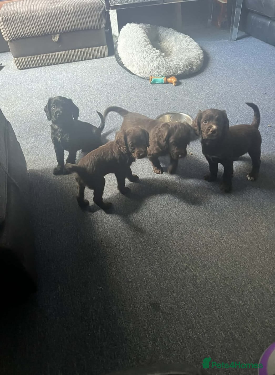 Cocker Spaniel dogs Georgous working cocker puppies - Advert 16