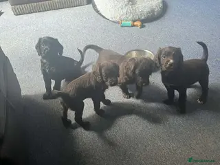 Cocker Spaniel dogs Georgous working cocker puppies - Advert 16