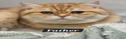 British Shorthair cats for sale: Bsh GOLDEN Chunky Kittens🐱 - Advert 2