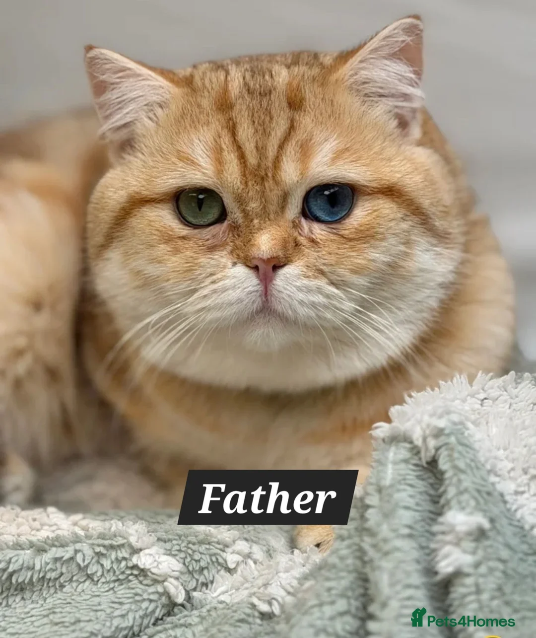 British Shorthair cats for sale: Bsh GOLDEN Chunky Kittens🐱 - Advert 2