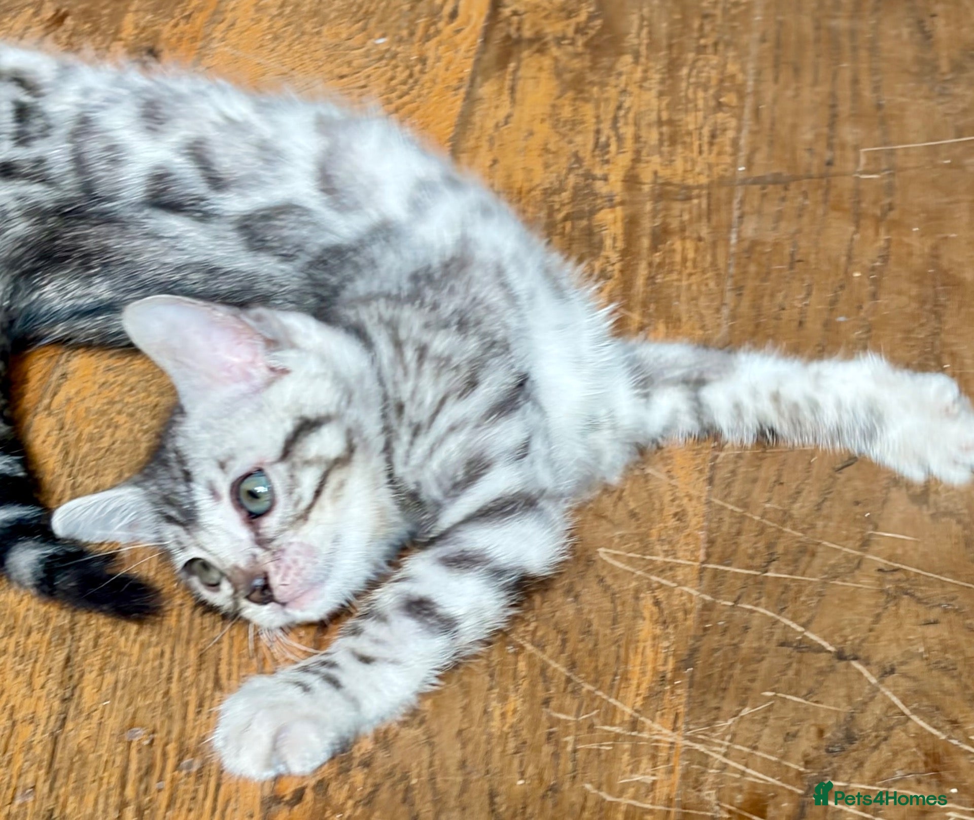 Bengal cats 4 gorgeous female Bengal kittens ready to reserve - Advert 2