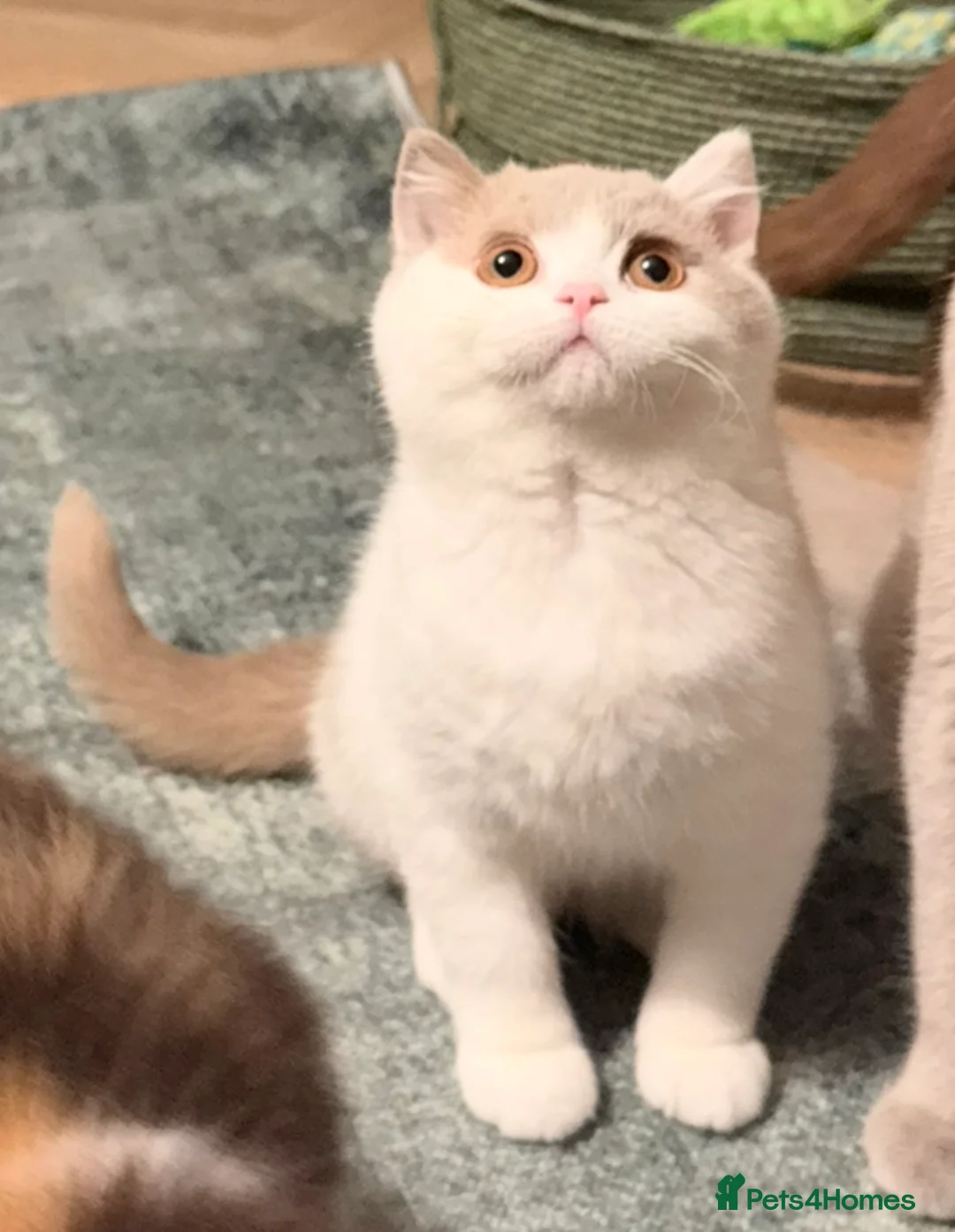 British Shorthair cats for sale: READY NOW Fawn and white tica reg male - Advert 2