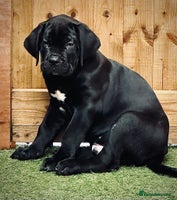 Cane Corso dogs - Advert 15
