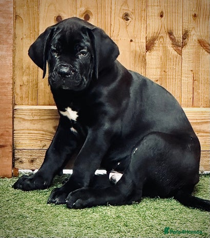 Cane Corso dogs - Advert 2
