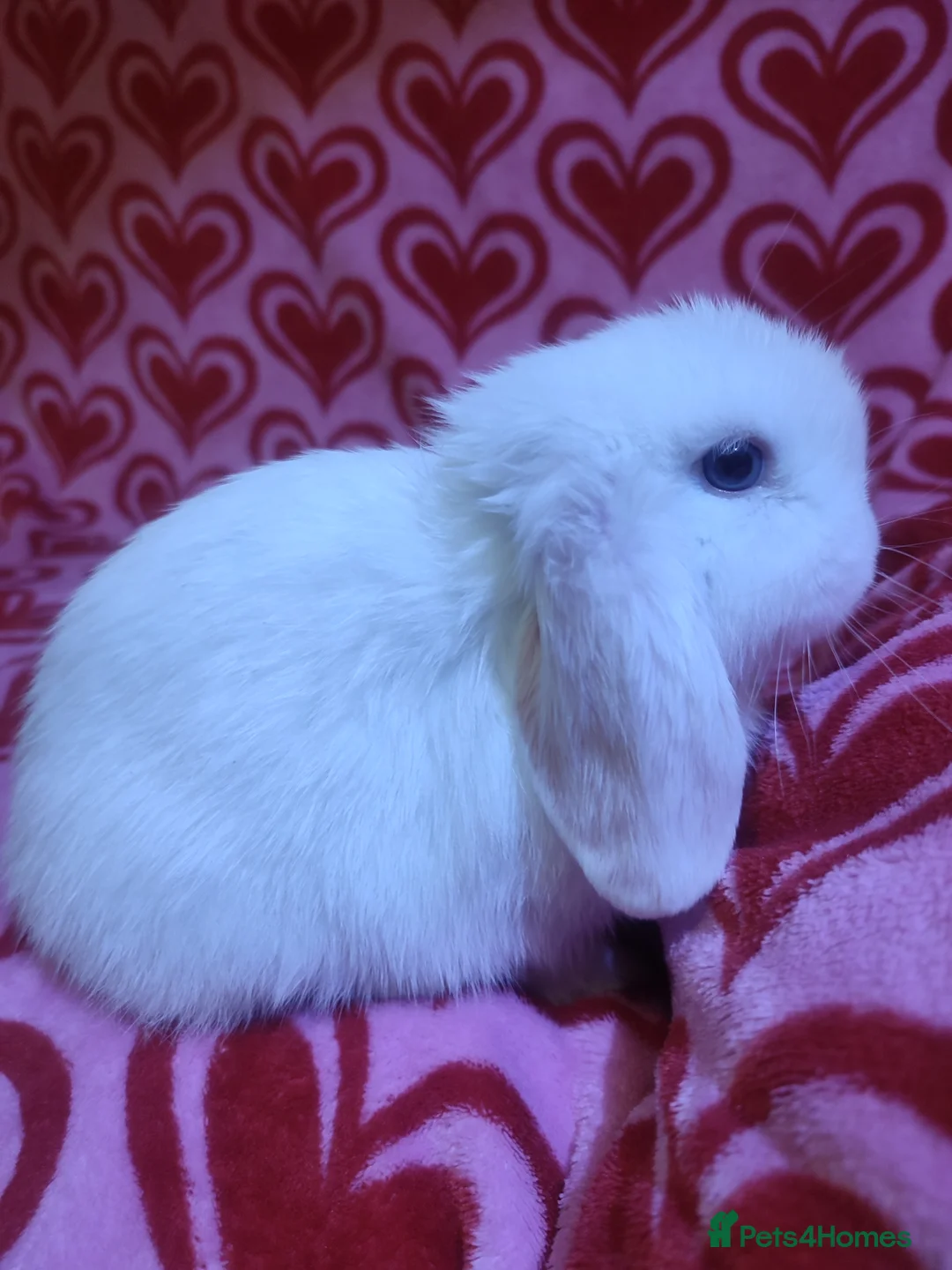 Mini Lop rabbits for sale: Gorgeous baby mini lops - Advert 5