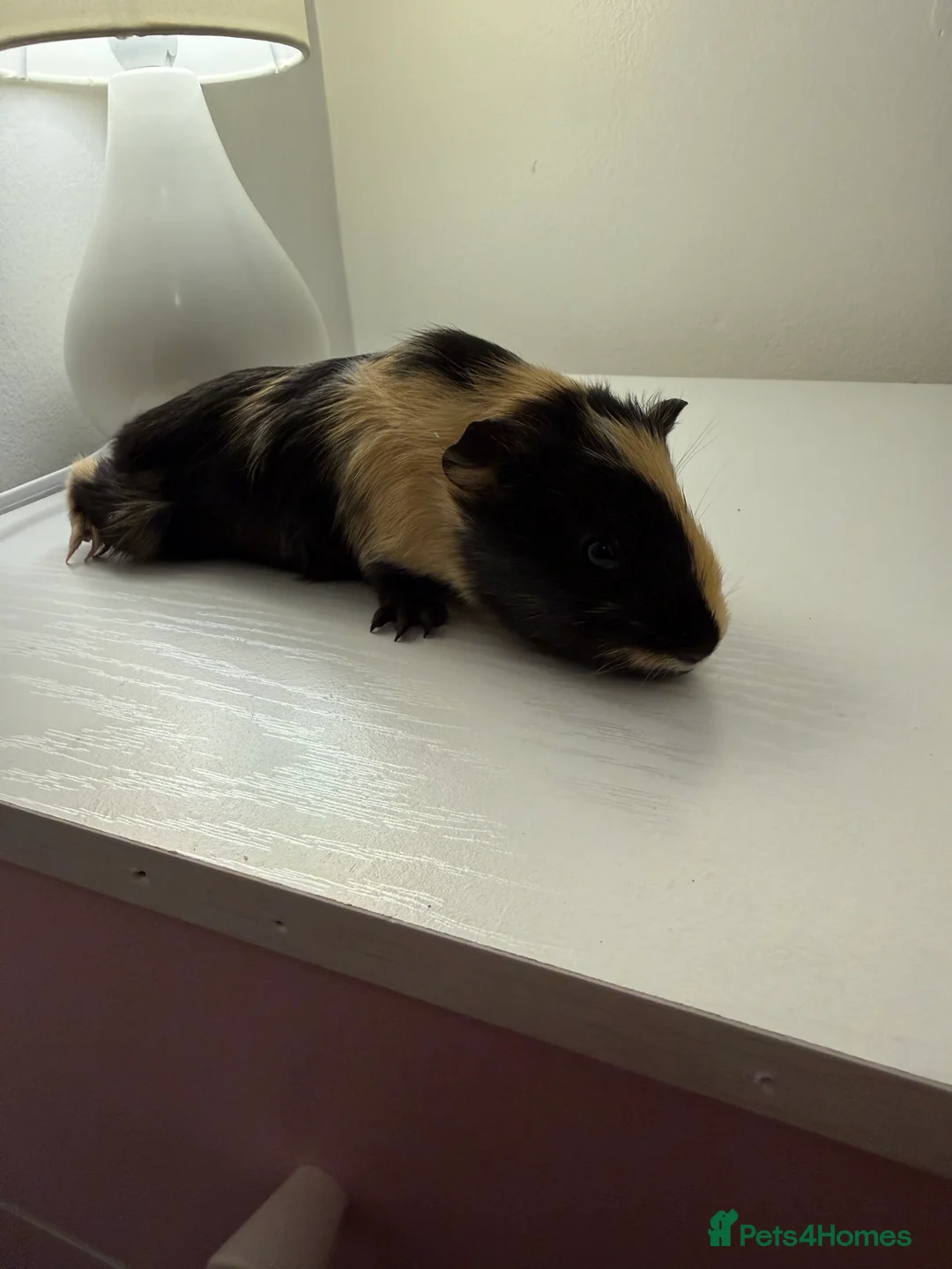 Guinea Pig rodents for sale: Baby guinea pigs  - Advert 7