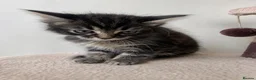 Mixed Breed cats for sale: 🐾 Beautiful Kittens Looking for Loving Homes 🐾 in Wellingborough - Advert 4