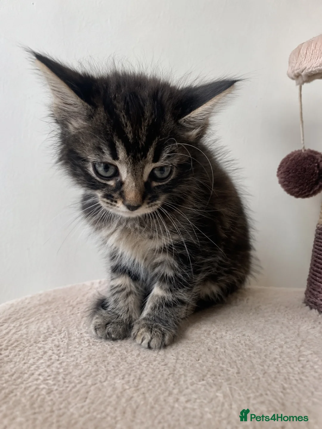 Mixed Breed cats for sale: 🐾 Beautiful Kittens Looking for Loving Homes 🐾 in Wellingborough - Advert 4