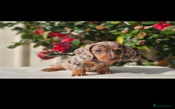 Miniature Dachshund dogs for sale: Amazing purebred mini Dachshunds smoothhair - Image 2